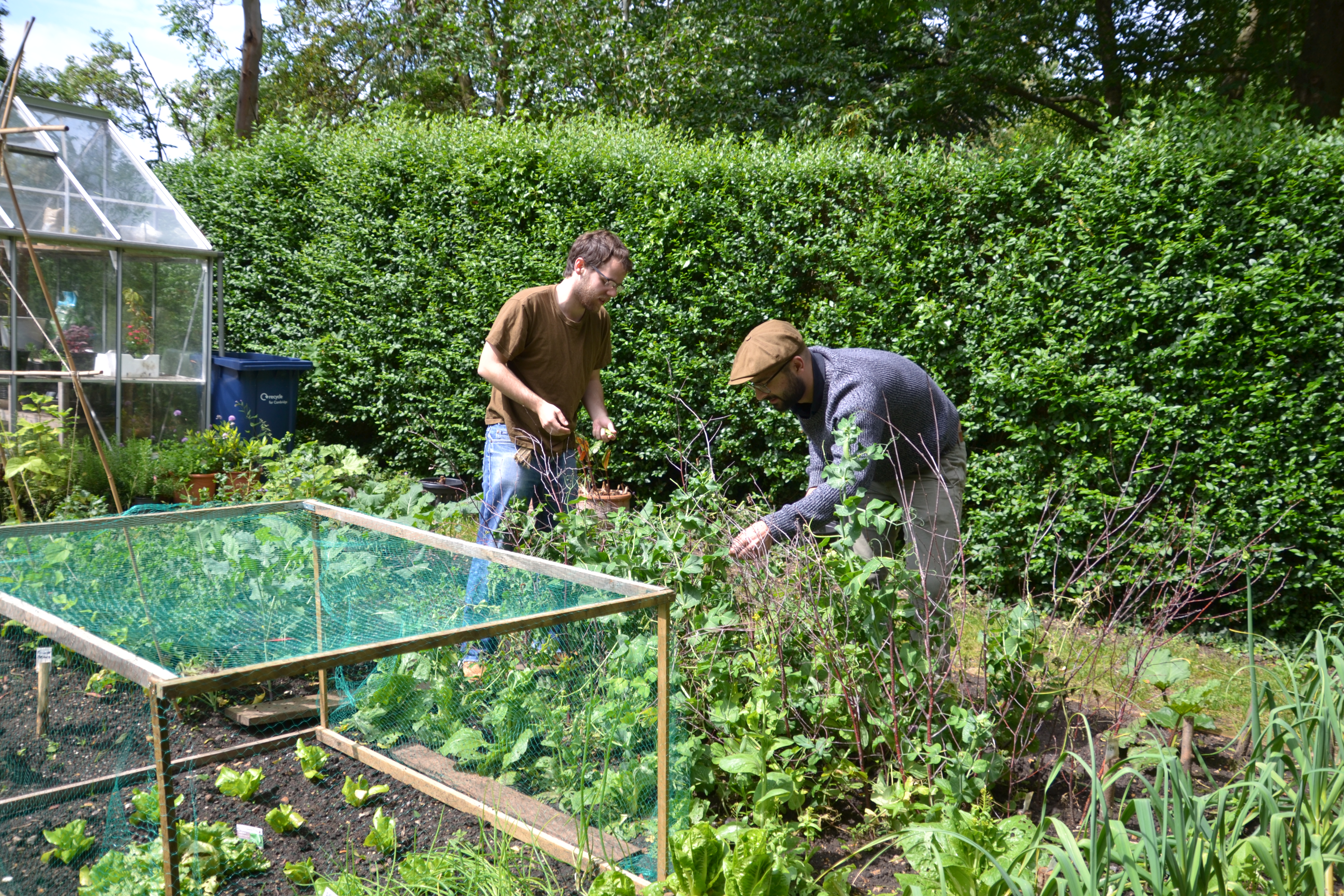 Harvesting in the student garden