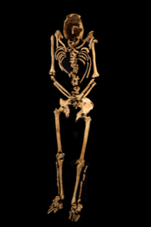 Skeleton 4926