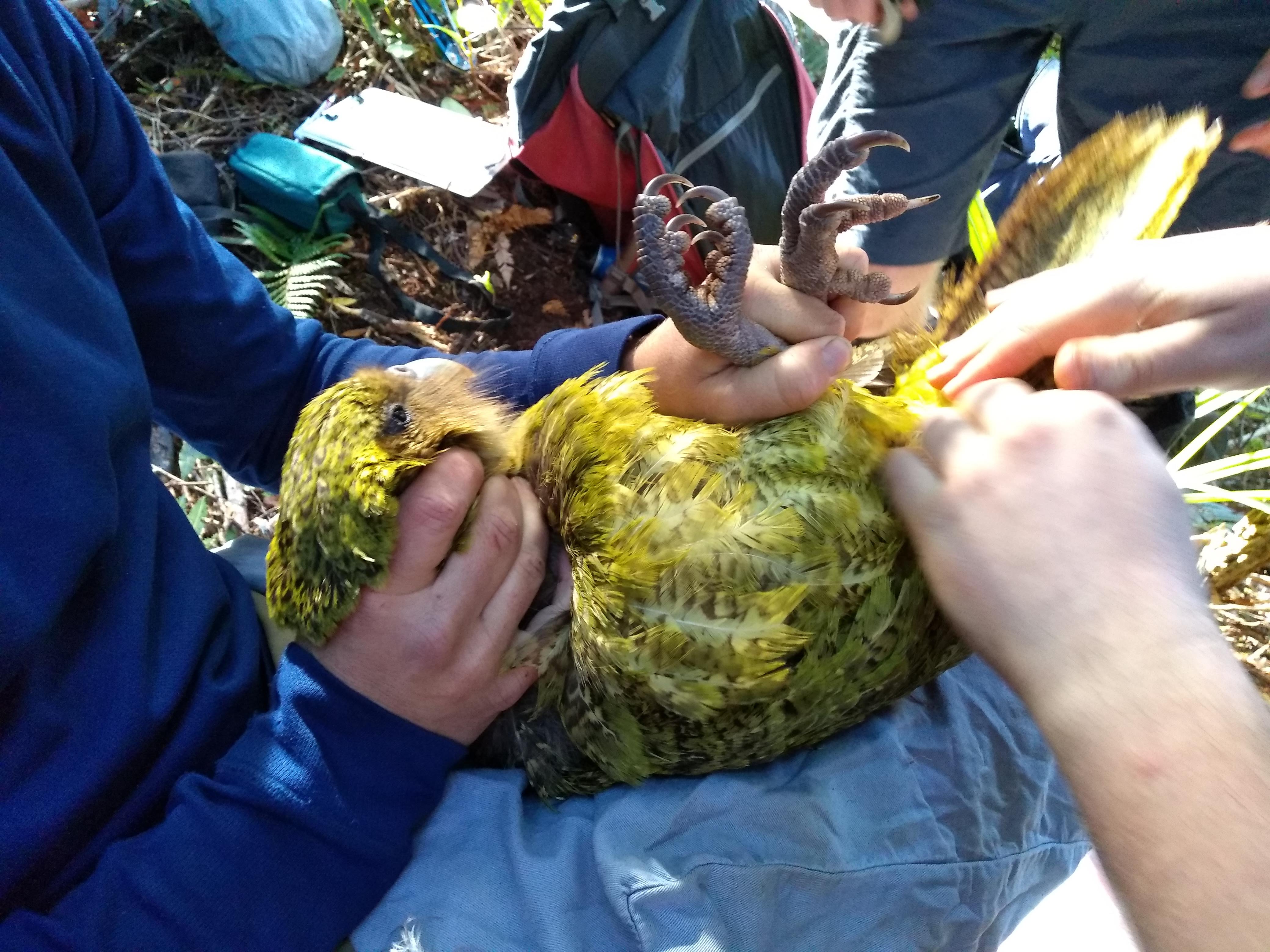 collecting kakapo semen