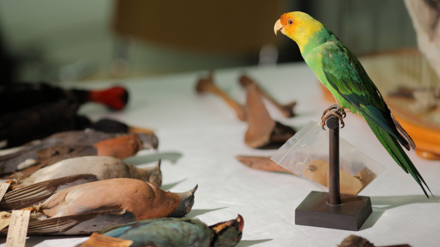 Dead birds in zoology museum