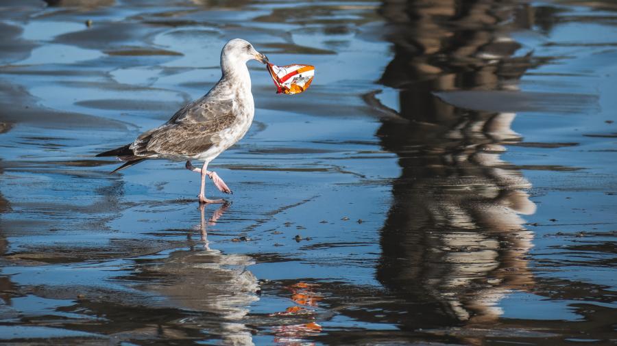 seagull with garbage