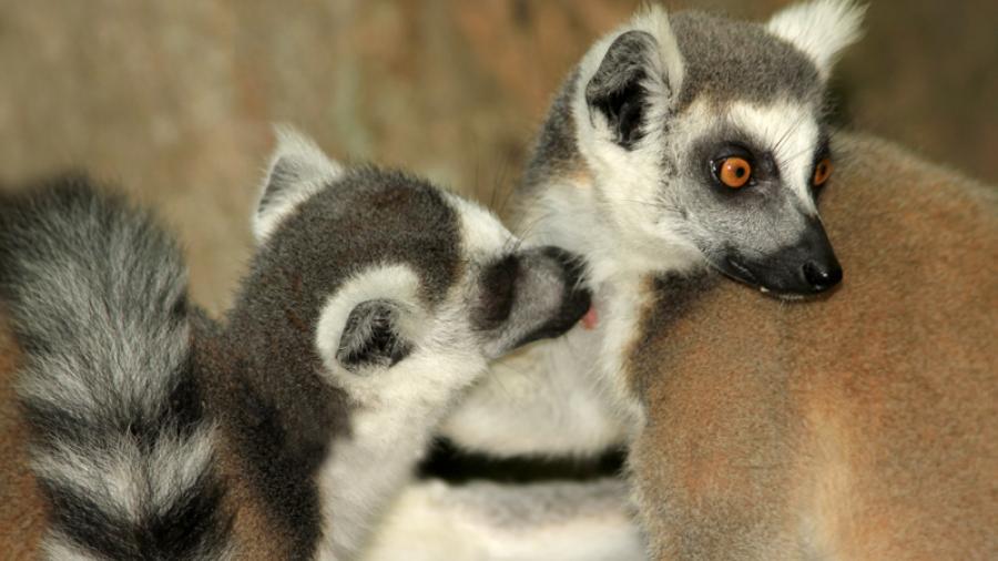 Lemur grooming
