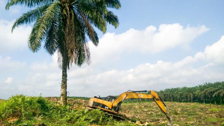 Photo of oil palm production from fieldwork