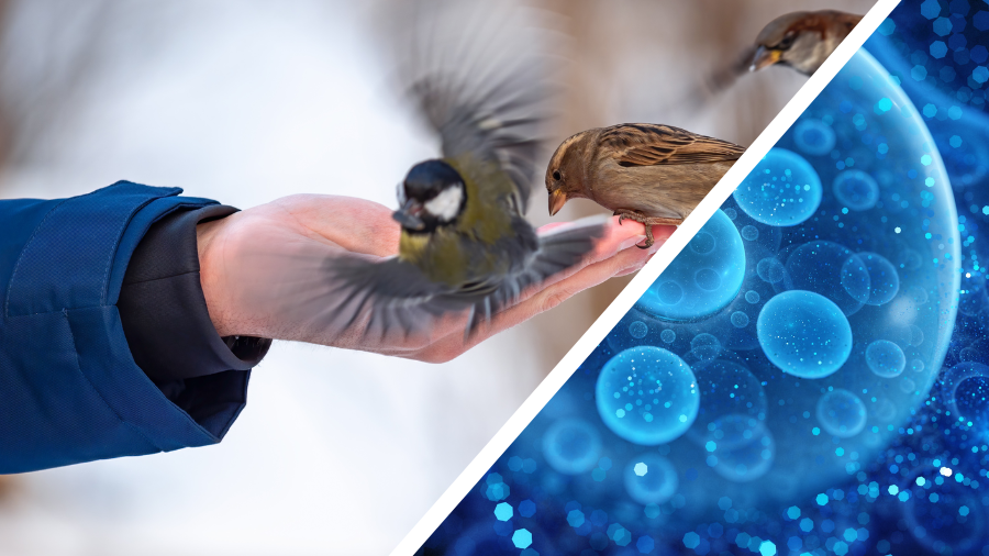 A split image, one side is an image of an outstretched hand feeding birds and the other is an image of  