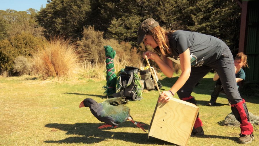 Dr Lara Urban releases a bird back into the wild from its transportation box. The bird black plumage with hits of green and orange, with bright a orange bill and feet. It is being released onto grassland surrounded by trees. A friend crouches in the corner trying to get a good picture.