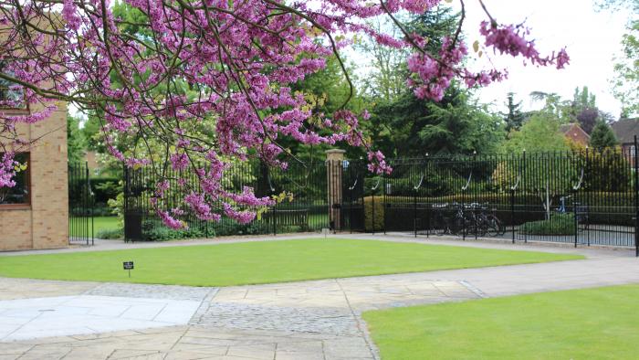 Judas Tree and front court