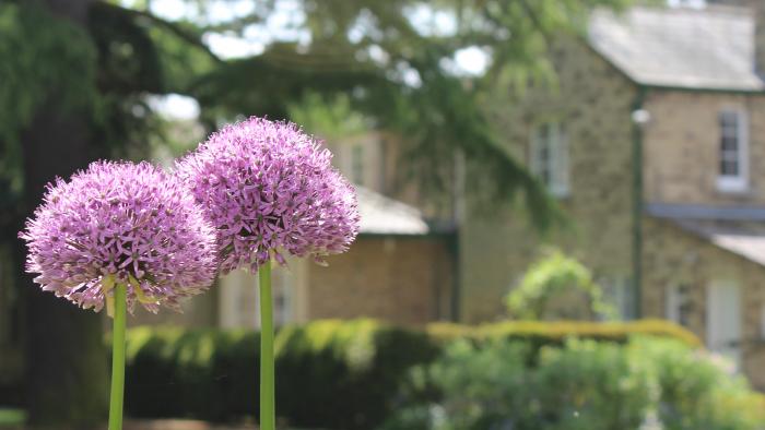 Alliums by Tom Laws