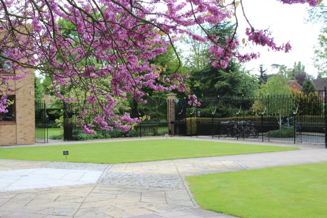 Judas Tree and front court
