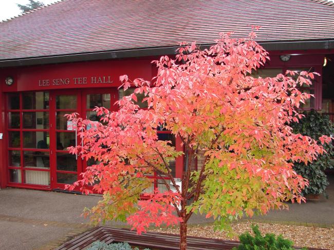 Paperbark maple (Acer griseum) outside the Lee Hall