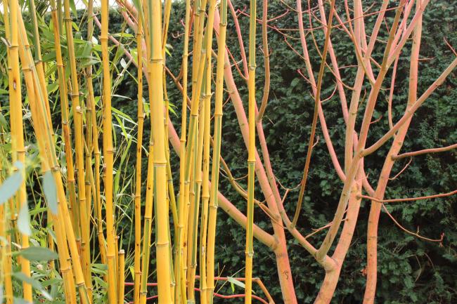 Golden crookstem bamboo (Phyllostachys aureosulcata ‘Aureocaulis’)