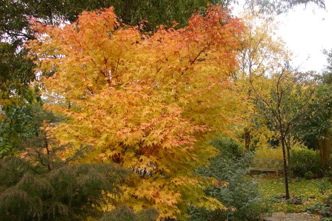 Japanese maple (Acer palmatum 'Orange Dream')