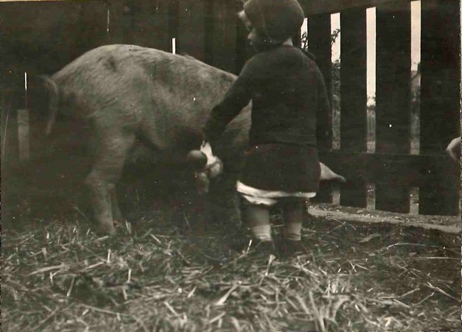 Keeping pigs for the war effort, 1914-1918 Edith Gardiner writes, 'The fiat had gone forth! We were to keep pigs. Had not the Board of Agriculture pronounced the disirability of true patriots' keeping animals for food? Our new house was almost ready for us, and the garden, as yet unplanted, would surely provide much for the sustinance of "food" animals...'' (From 'War Notes on the keeping of pigs', Gardiner Collection, Wolfson College Archives)