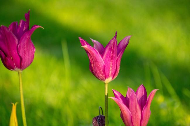 Tulips spring garden by Fiona Gilsenan