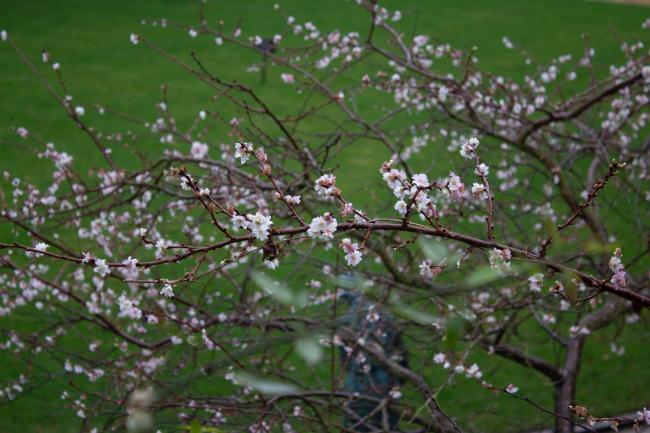 Winter flowering cherry (Prunus autumnalis)