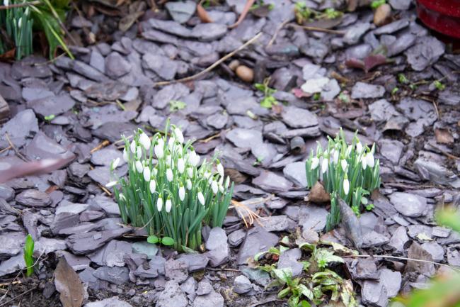 Clumps of snowdrops sit in a 'stream' of slate