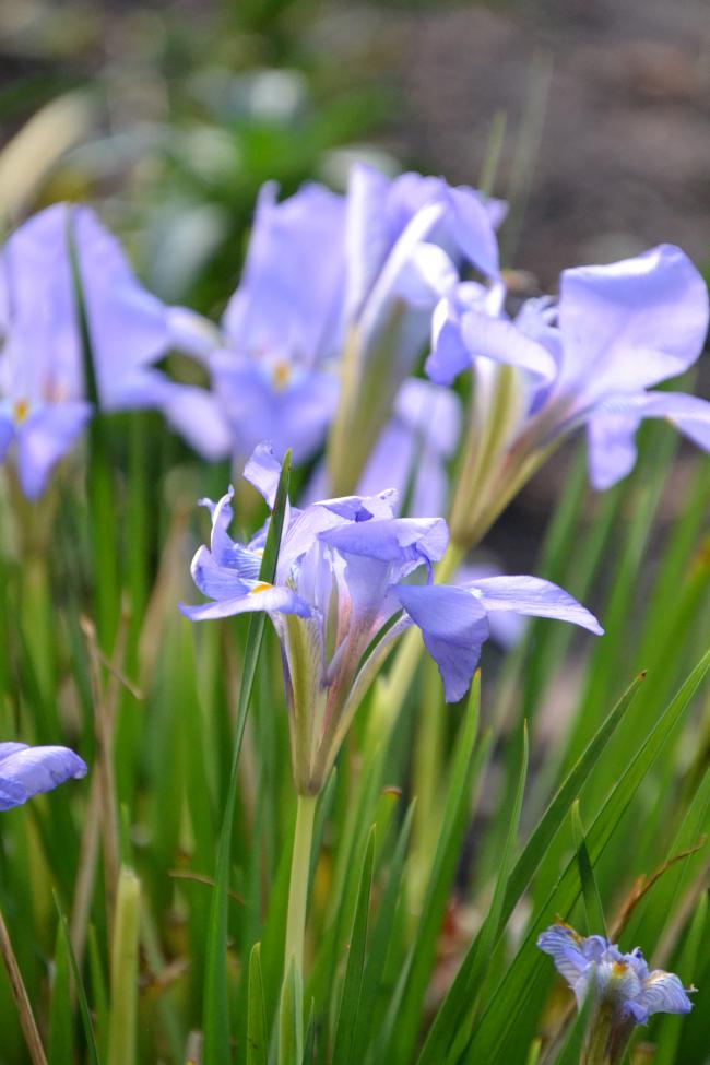 Winter iris (Iris unguicularis)