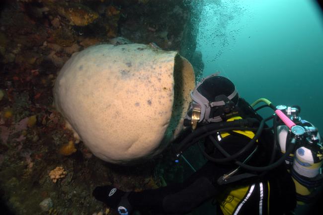 A sponge that has grown to huge proportions