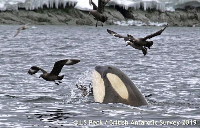 Orcas hunt for Weddell seals - their favourite food