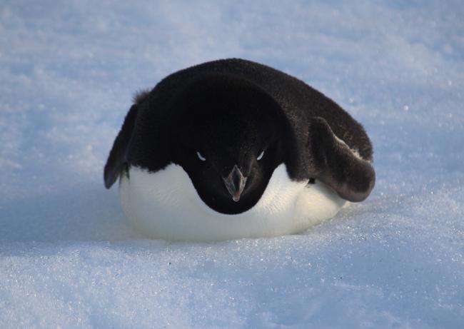 The world's angriest penguin