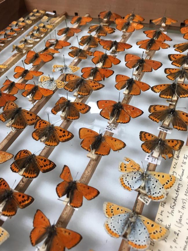 Photographs from Matthew's research: Large Copper butterflies