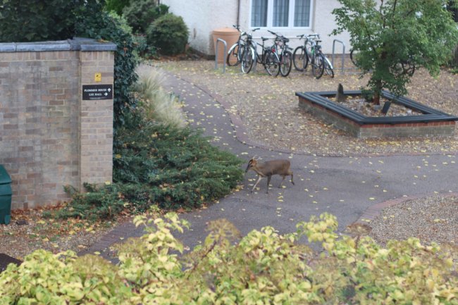 The fabled muntjac by the College's rear entrance