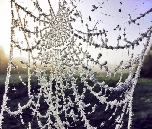 Spider web in photo competition