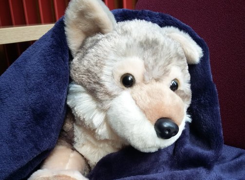 Virginia, the wolf, in a library blanket