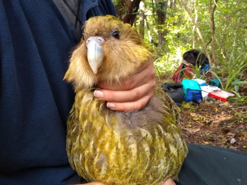 Lara with a kakapo in her lap
