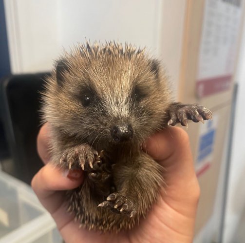One of the hedgehogs Laura Frost homed in her hog hospital 
