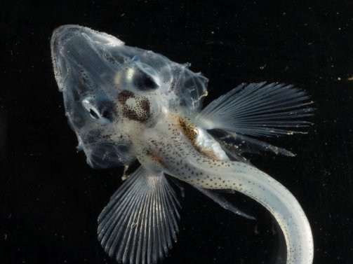 Image of a of Channichthyid icefish that are the only animals with backbones that do not have red blood cells