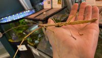 Hand holding a stick insect