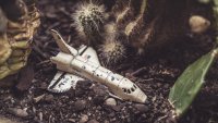 Toy spaceship crashed in the dirt