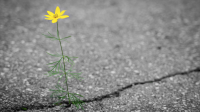 Yellow flower growing out of a crack in concrete