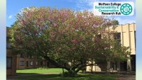 A picture of the Judas Tree (Cercis siliquestrum) in bloom with pink flowers in the Wolfson courtyard. The words Wolfson College Sustainability & Research Hub are displayed in the top right corner on a white semi-transparent background