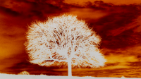 Artwork of white tree with an orange sky in the background by Tim Head.