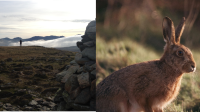 Two nature photographs, one of someone hiking and one of a hare.
