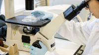 A person wearing gloves and a lab coat adjusts a microscope while examining a clear cell culture dish in a laboratory.